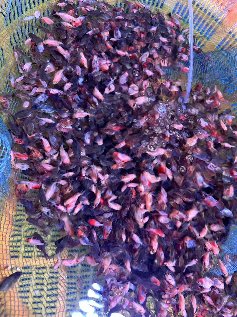 观赏鱼-泰狮短尾百褶混搭淘汰苗新手练手苗无售后不包损