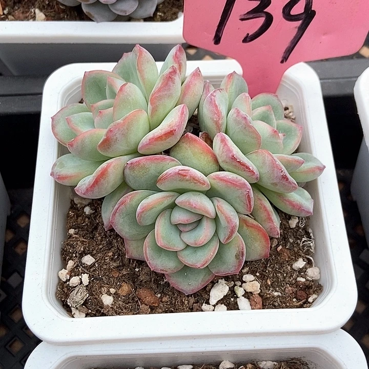 多肉植物泡芙139多肉