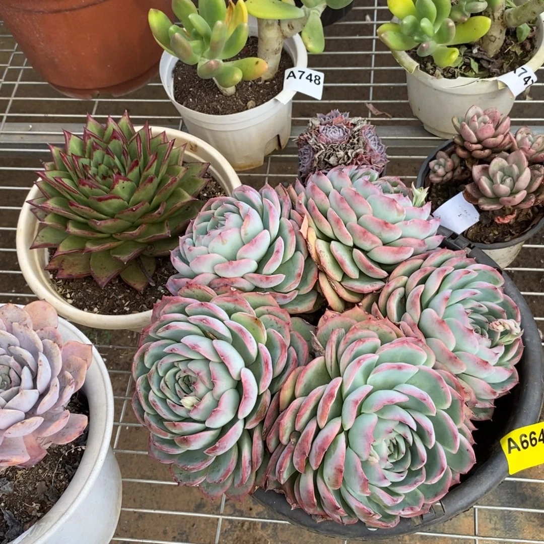 664侧影多头一物一拍