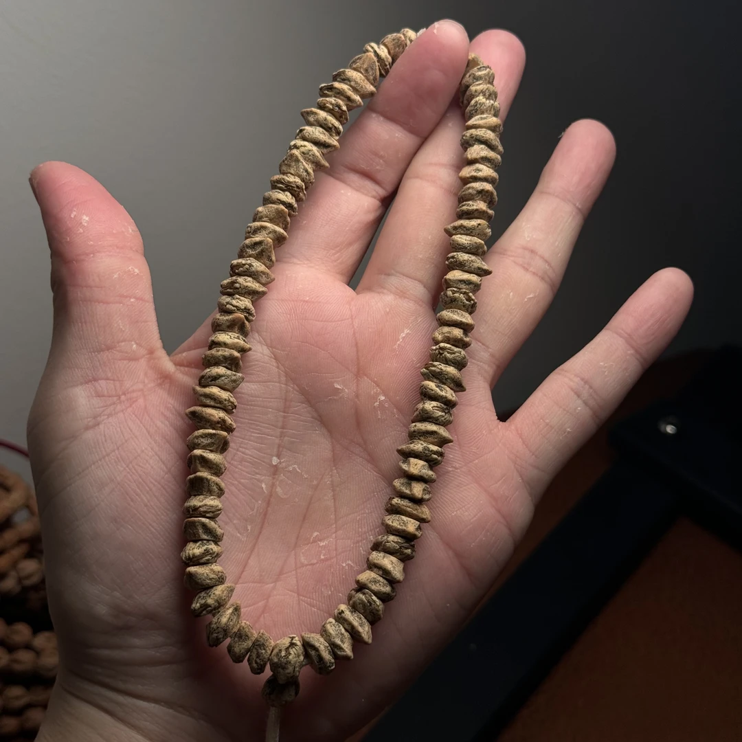 热振柏香籽红芽直切尺寸8➕