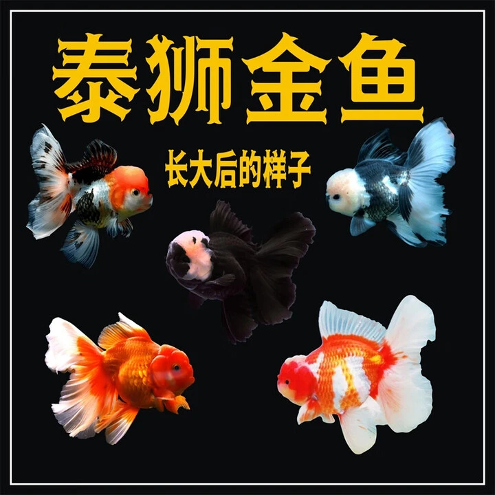 百褶泰狮国狮元宝直播链接50-100号一物一拍  无开箱视频不售后