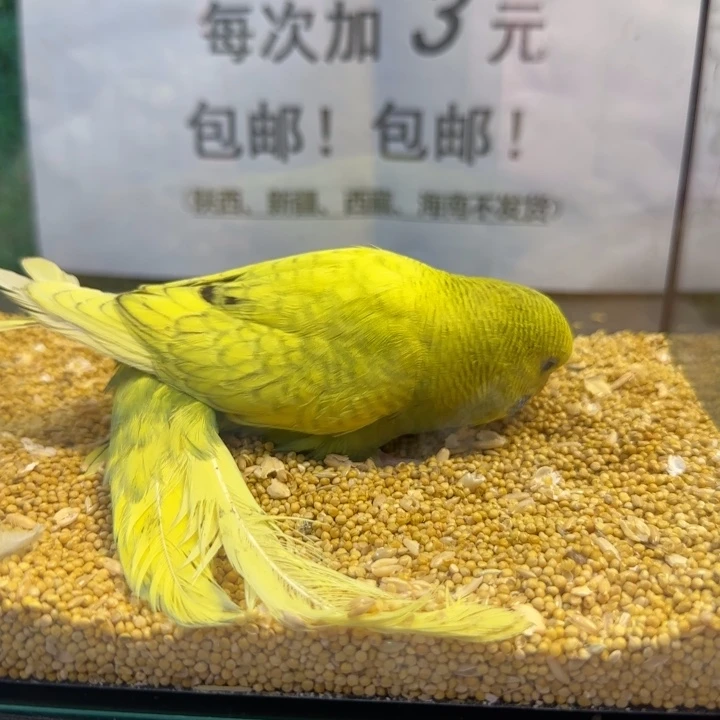 虎皮鹦鹉大头虎皮鹦鹉