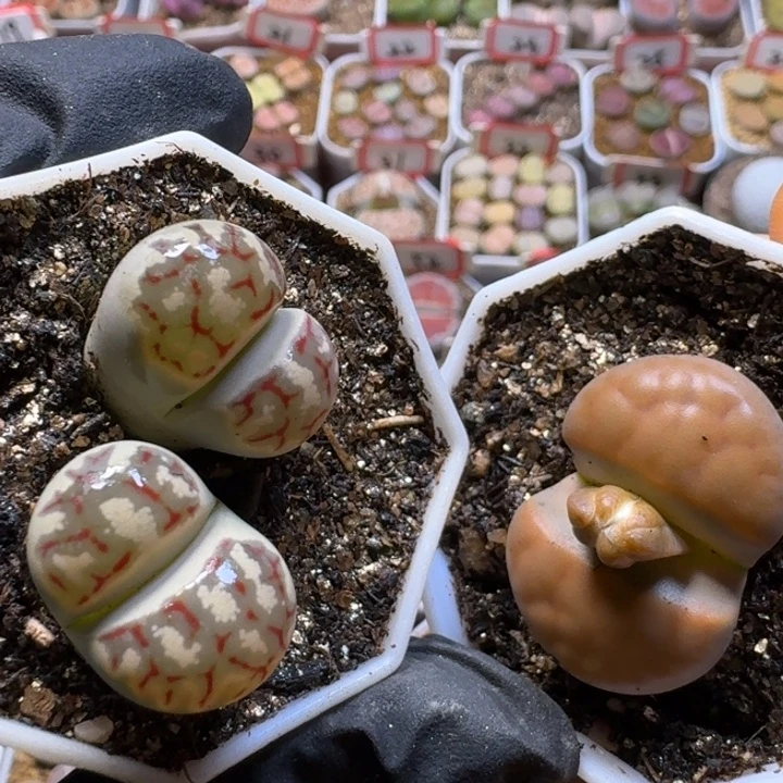 生石花2:：：：。  3号