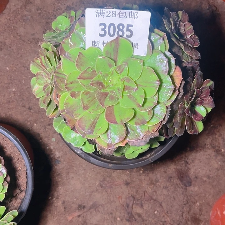 3085花月夜多肉植物