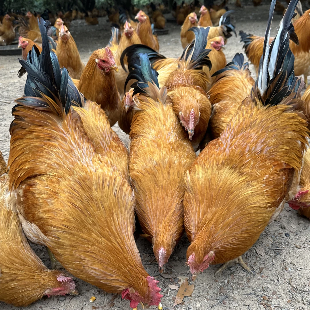 260多天扇鸡 五谷杂粮喂养 正宗果园走地鸡 老水阉鸡 白切鸡冷链