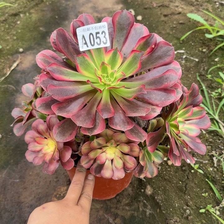 美杜……多肉植物……