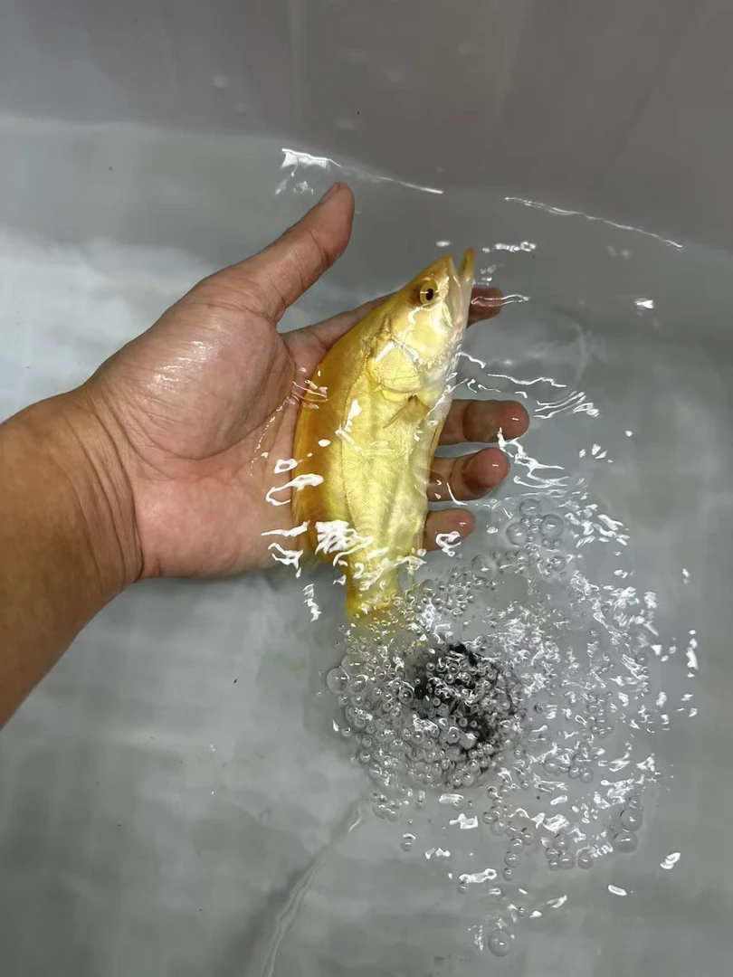 中国虎黄化鳜鱼黄金鳜鱼