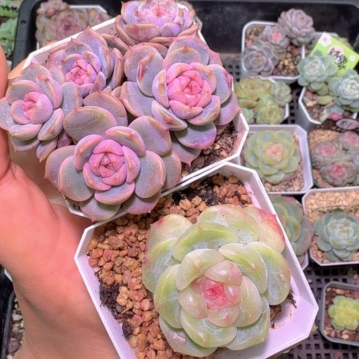 肉***肉果冻，散红色恋人啦