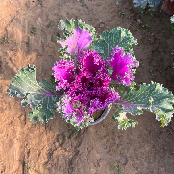 羽衣甘蓝盆栽地栽庭院花卉耐寒多年生花卉