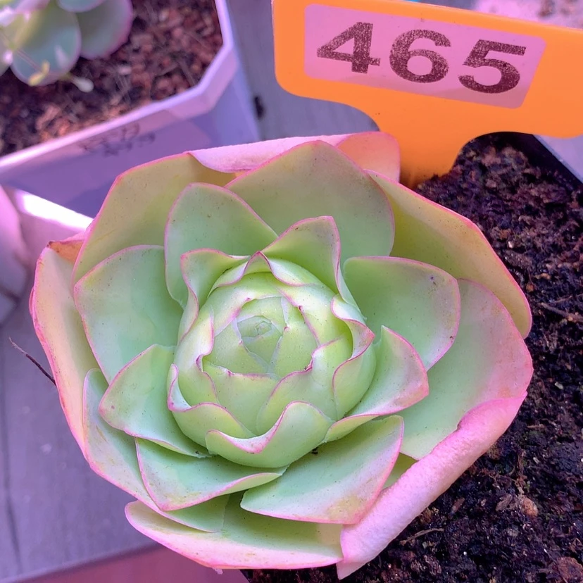 【闪购商品】yjj465帕仙