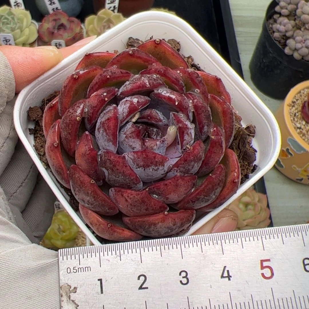 376 多肉植物组合