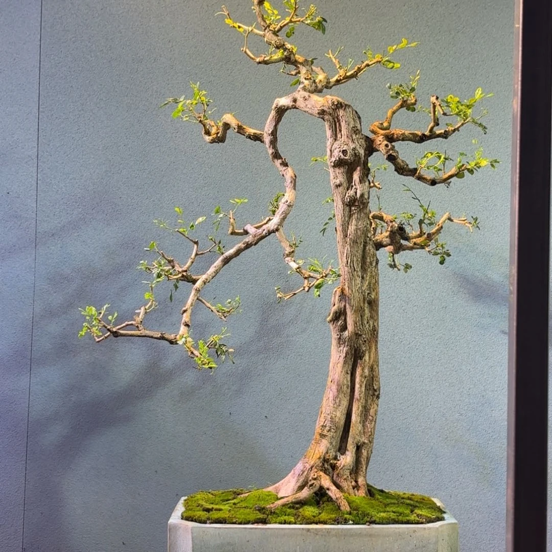 王***跑无花朵九里香盆景一物一拍