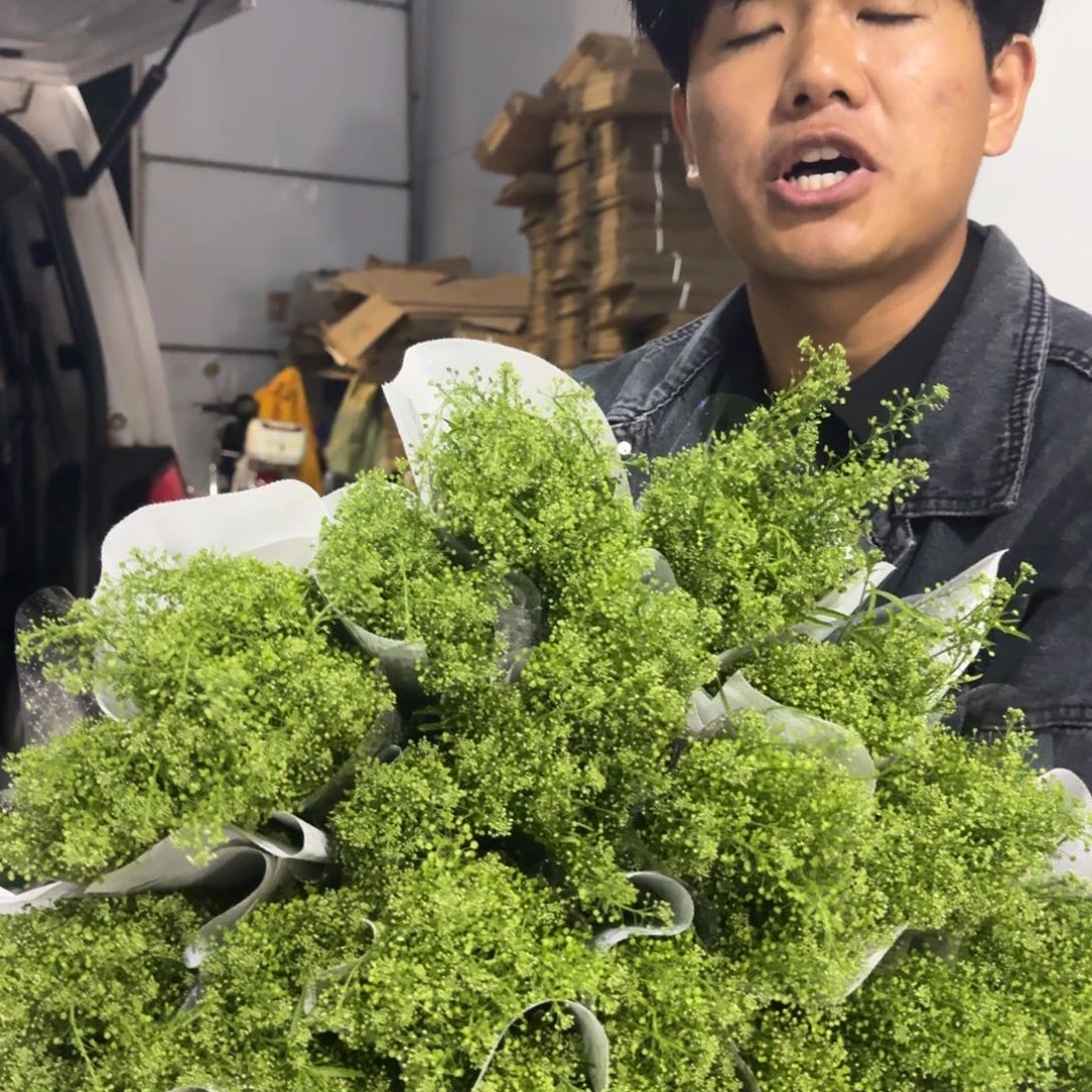 绿灵草4扎包邮价秒杀