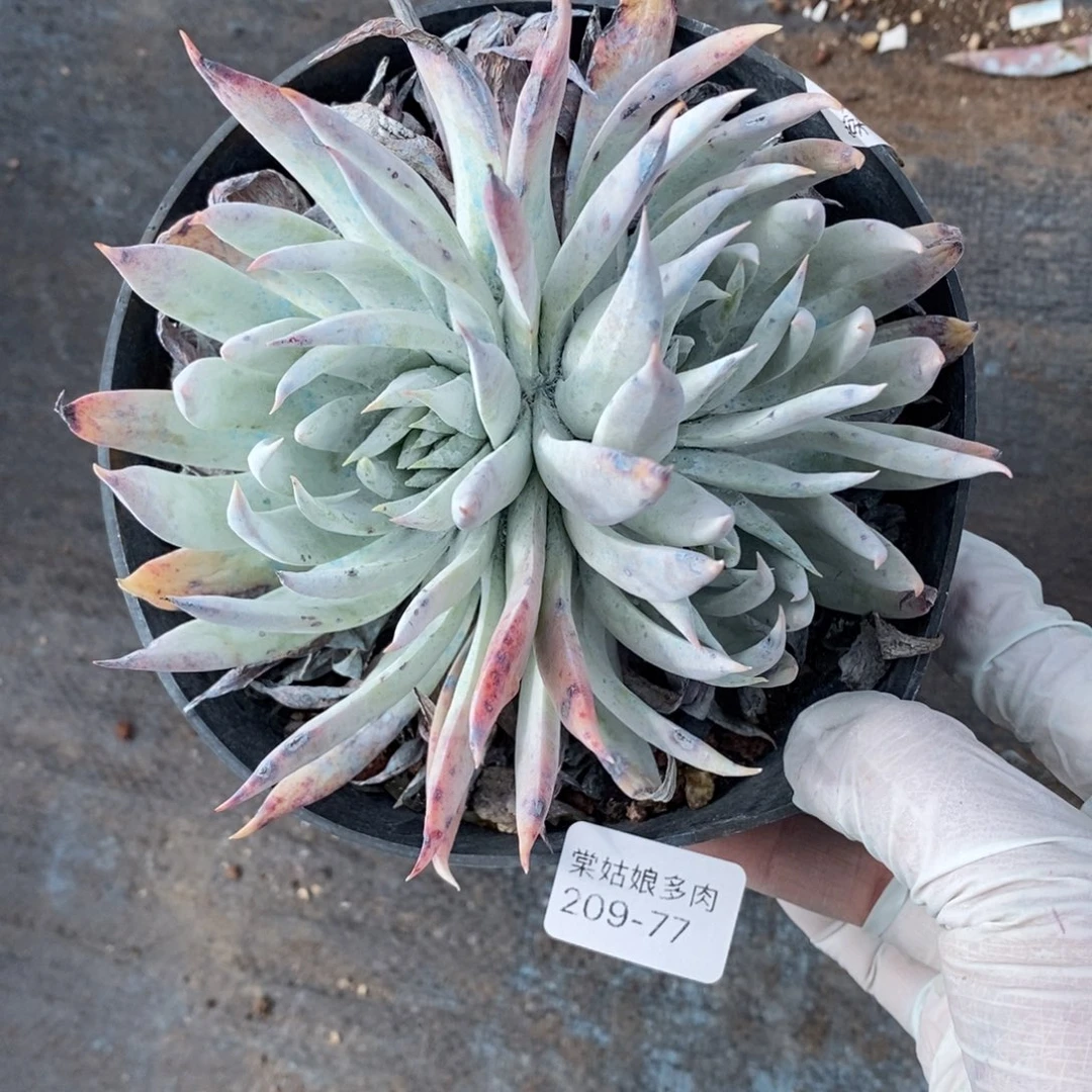 77号雪花群小可爱