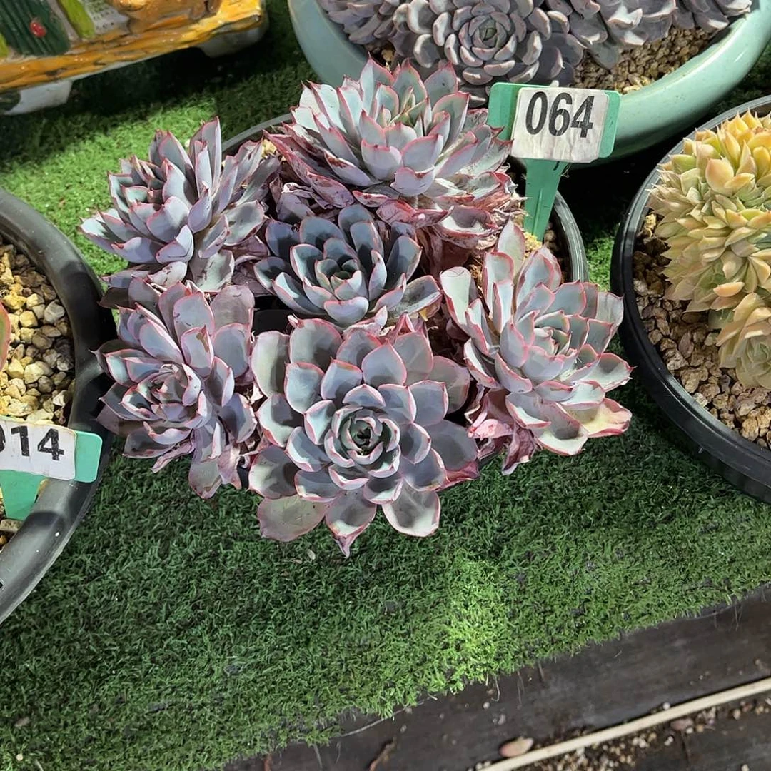 小***蜜赫拉多肉植物保护064