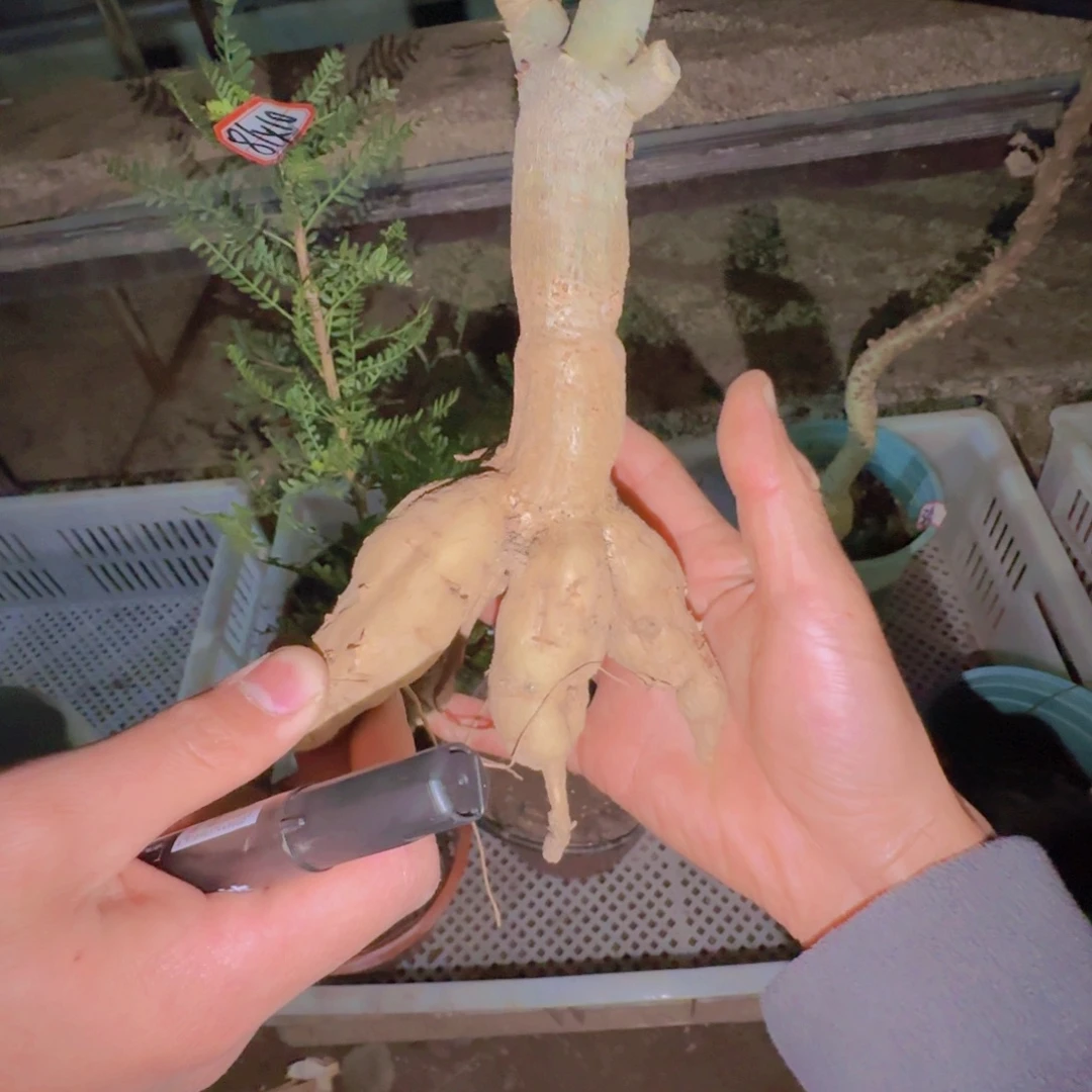 热***了块根植物块根植物