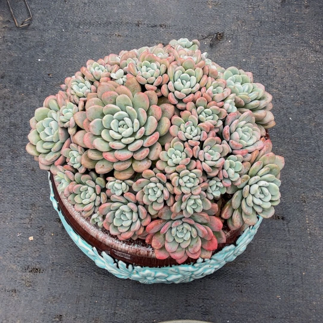 一物一拍多肉植物