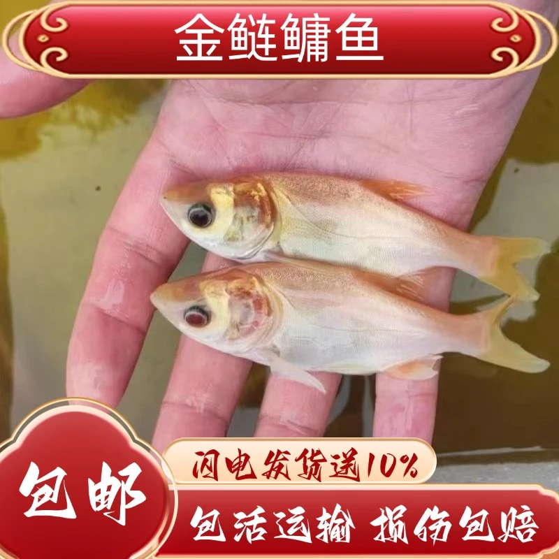 金大头鱼 金丝鲢鳙鱼 黄金鲢鱼 渔场批发