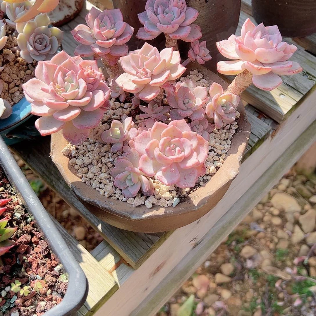 是****.千山雪多肉植物脱土