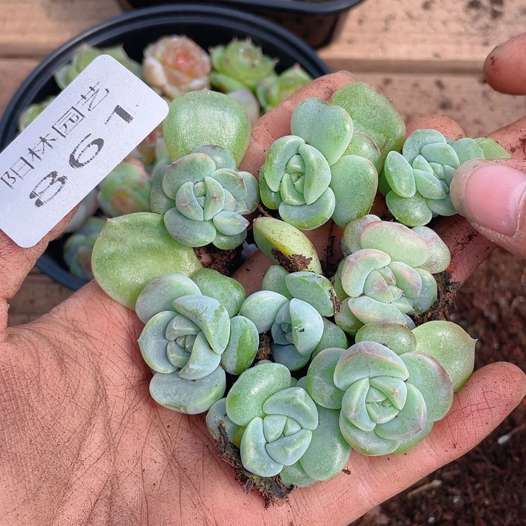 多肉植物多肉植物861