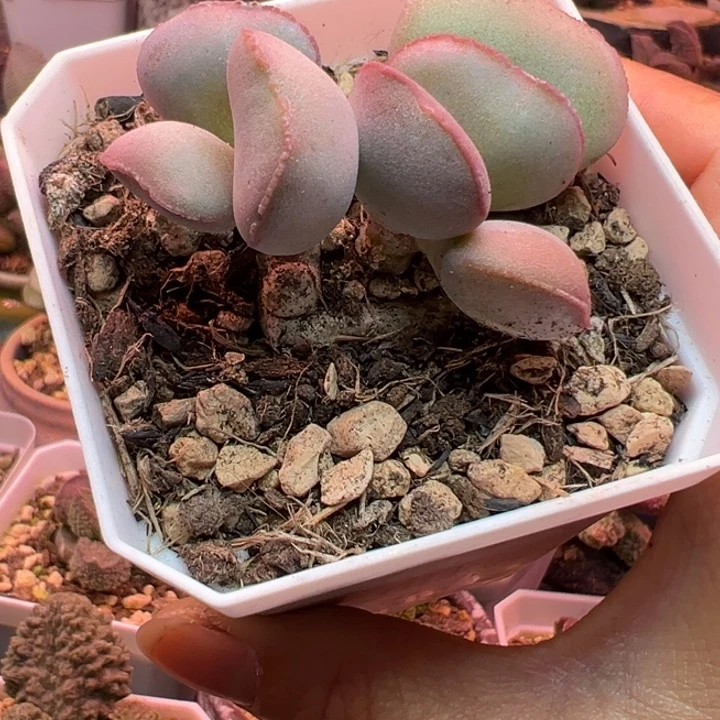 一物一拍，感谢支持