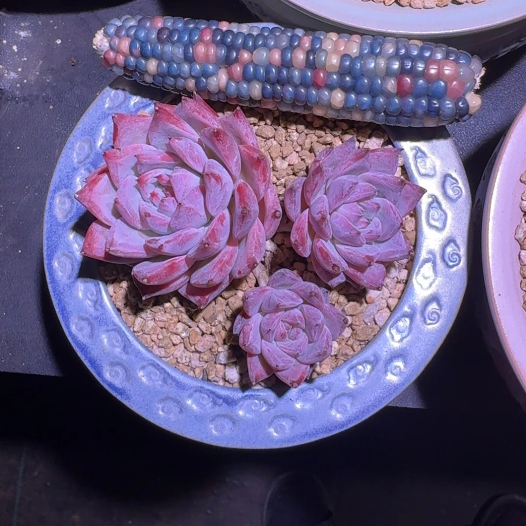 祖母绿 3头 一物一拍