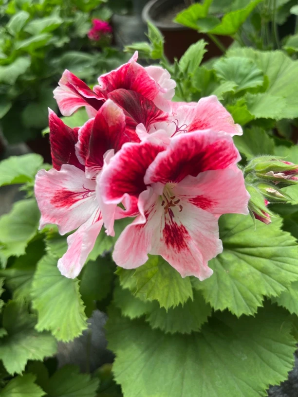 【萨拉】大花天竺葵蝴蝶梅