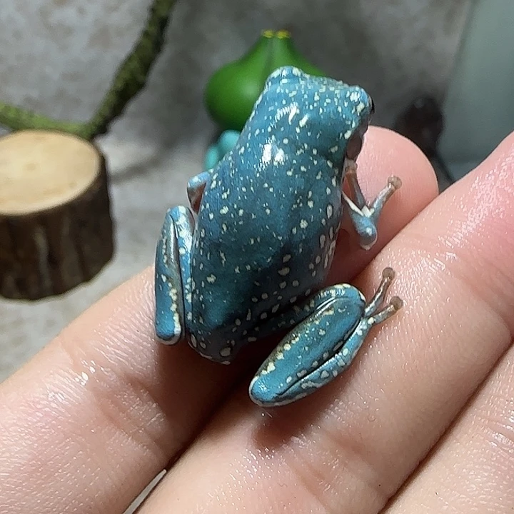 老爷树蛙4 魔鬼蓝小雪