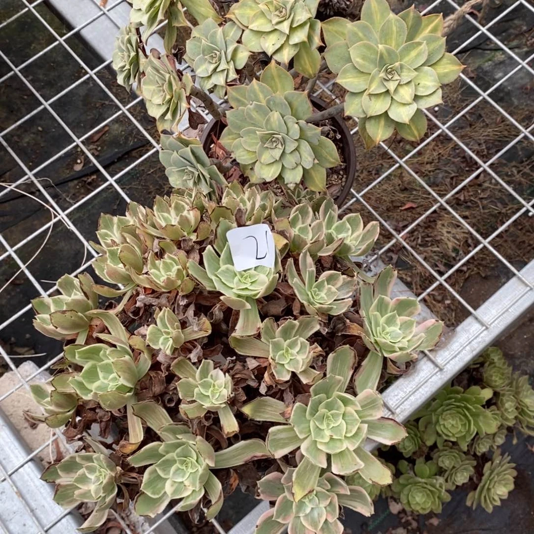 多肉植物组合拼盘21