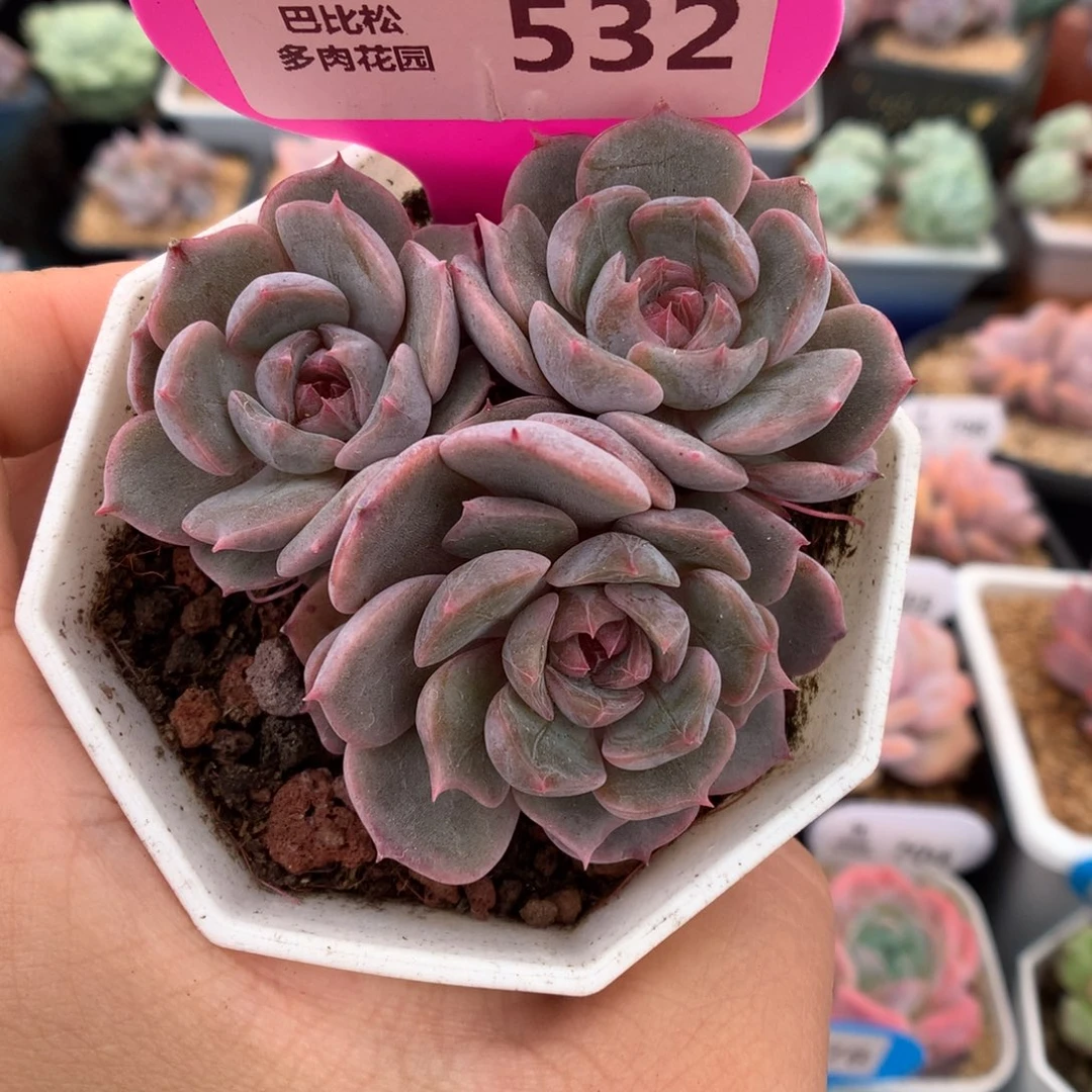 532红色恋人多肉植物