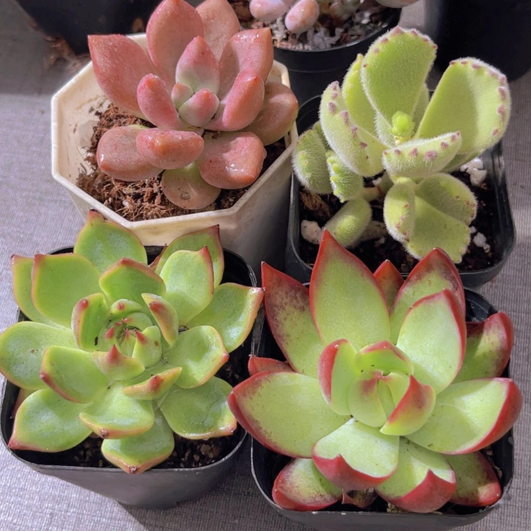 桃花源。熊。吉娃娃。 惊鸿