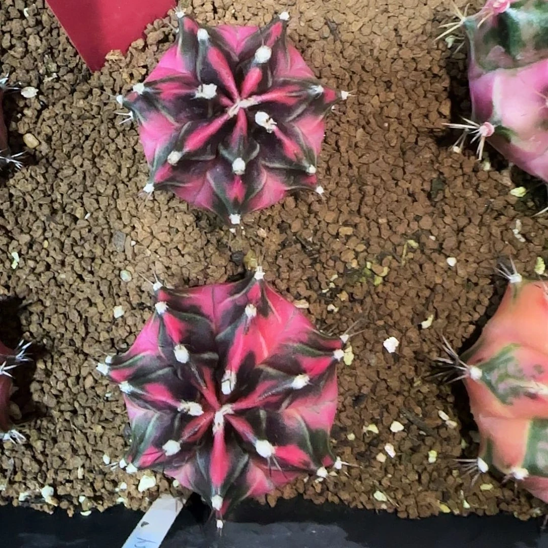 L502-1221泰国发货 新粉钻