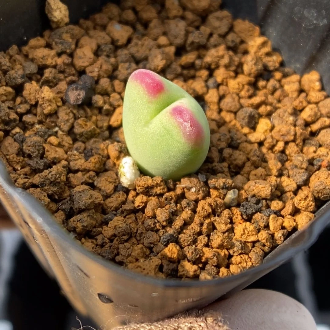 多肉植物肉锥杂交K-086（1.0）