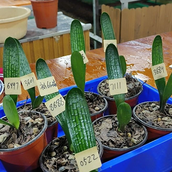 完全开放霸王油子代66