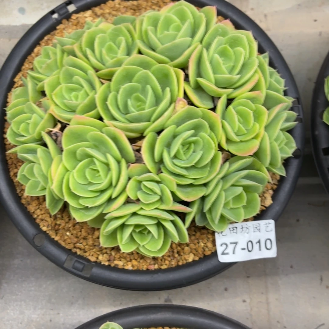 顺***然27.010星娜塔朵朵缀化