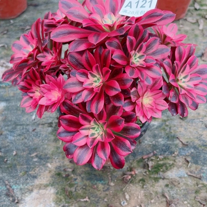 121美杜莎多肉植物