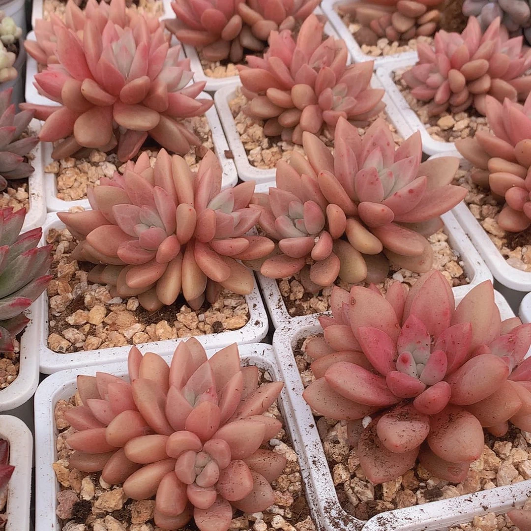 赫菲鱼两颗346789999000