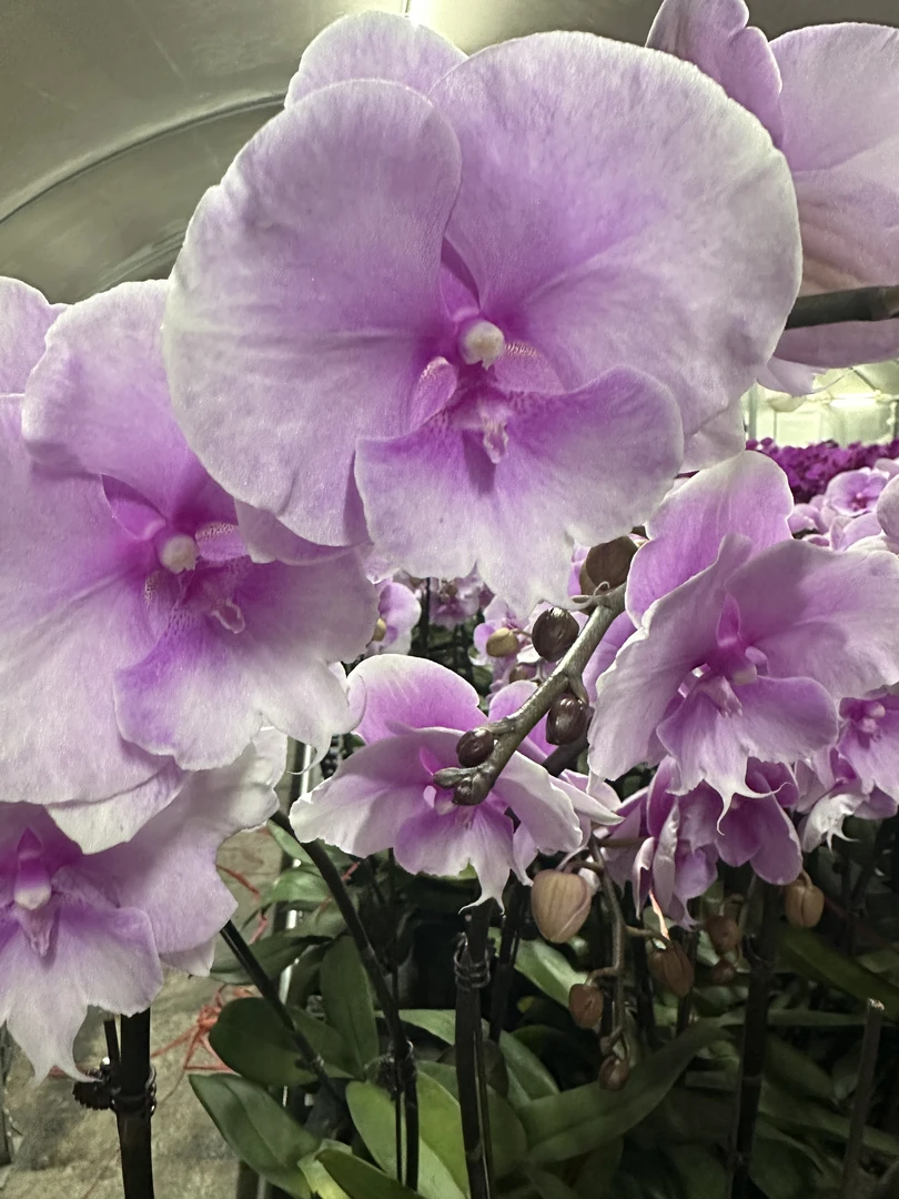 花悦里【粉迷雾】粉色大花带花室内花花  广州花卉源头基地