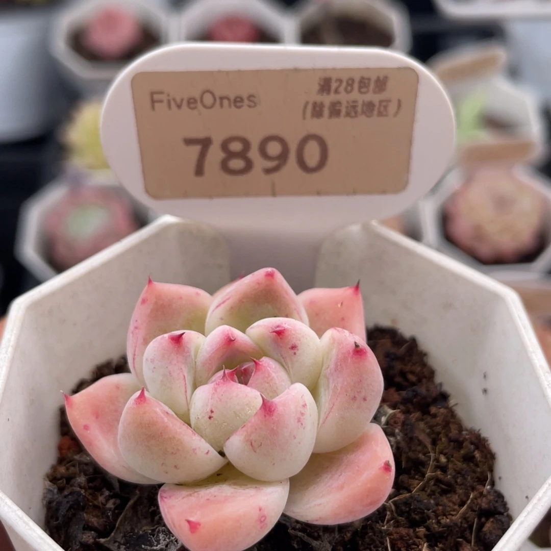 如梦令7890-4.0厘米