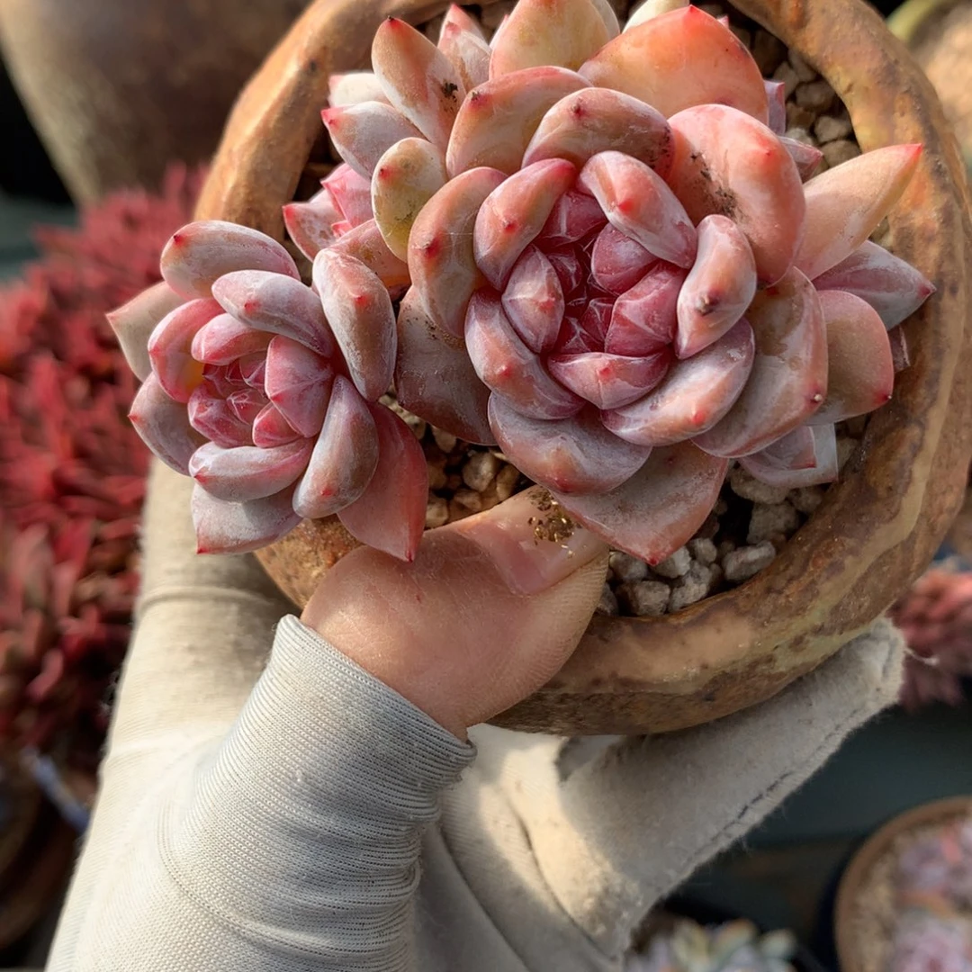 6头石榴籽哈哈哈哈哈哈哈哈哈哈