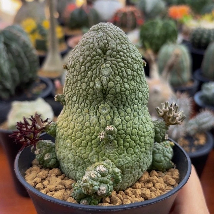 m实生哥斯拉火箭造型