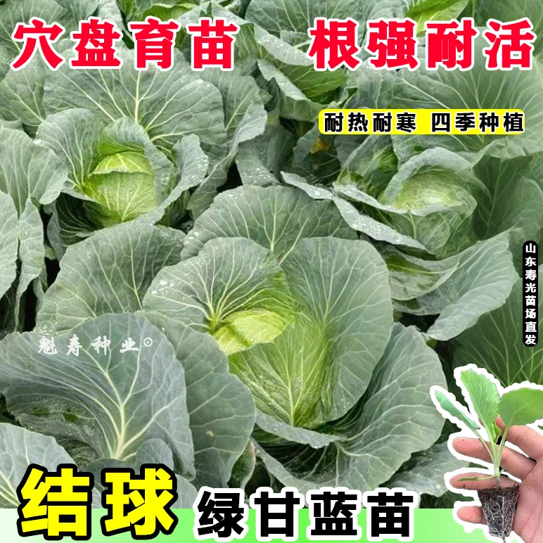 山东脆嫩绿甘蓝苗秧包菜苗卷心菜铁头菜苗带土球耐寒耐热四季高产