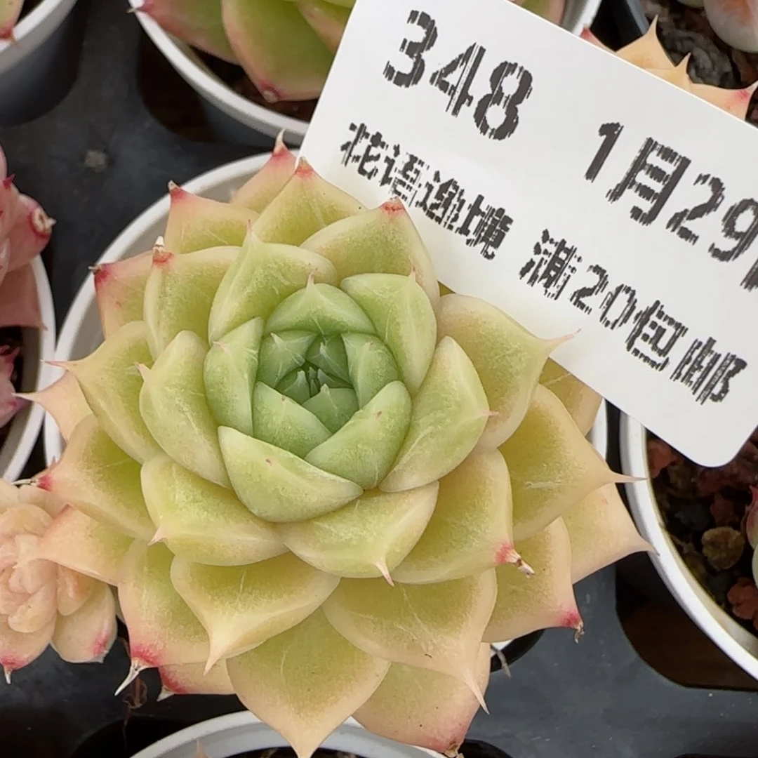 花语逸镜0129-348