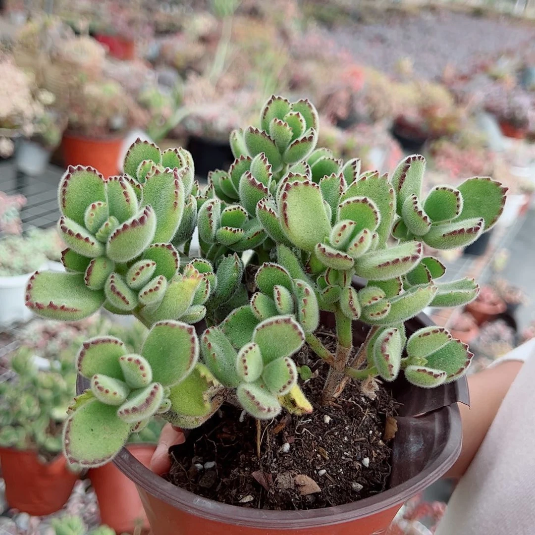 熊童子整桩整群老桩