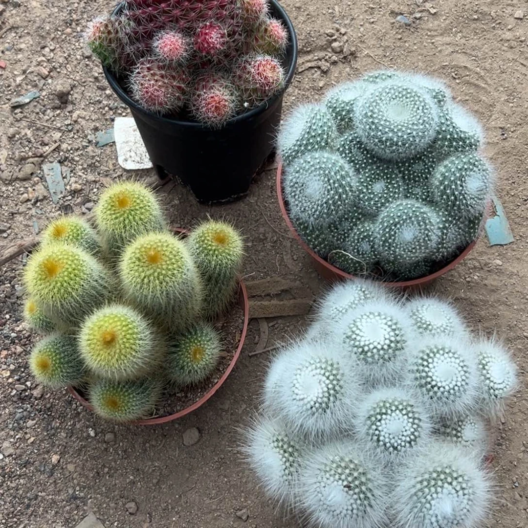 Z***G零零落落 零零落落