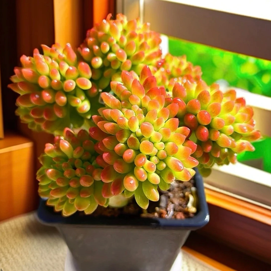 店铺凑满18元-春萌缀多肉7公分左右