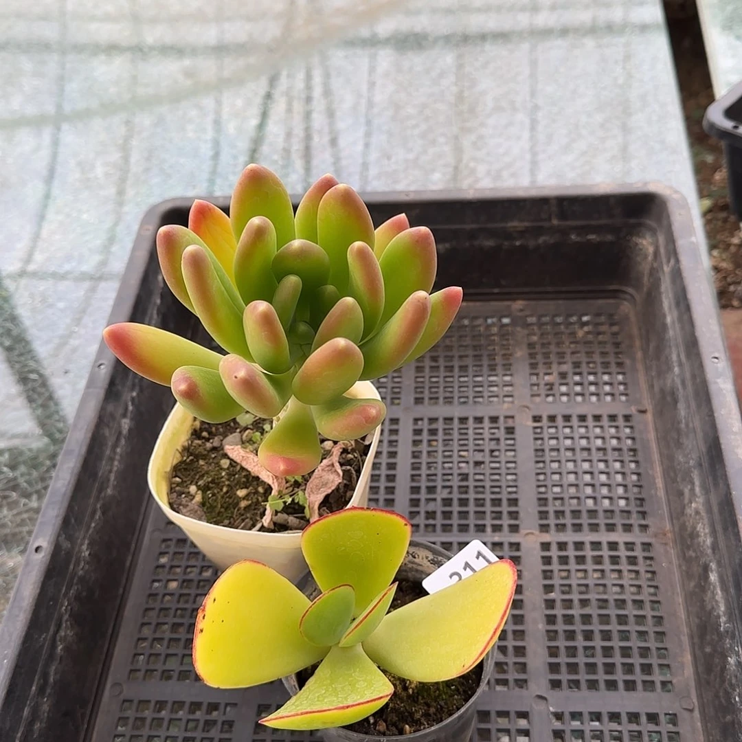 青一物一拍 一物一拍