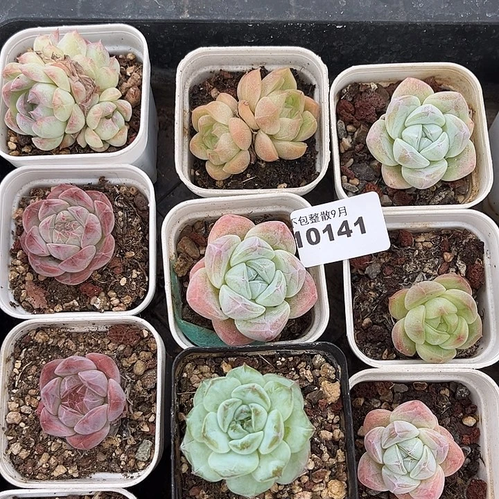 阿雅园艺。         107九颗