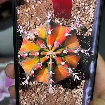 621-0513泰国发货多肉
