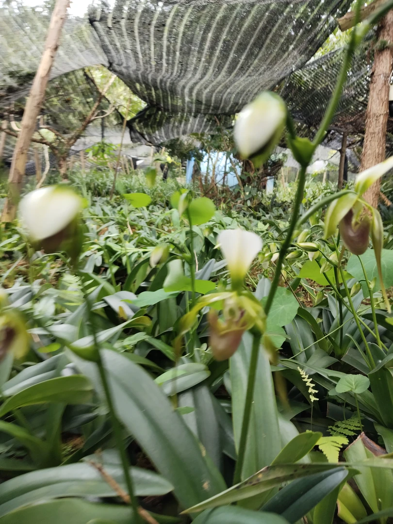 自然地栽长瓣兜兰（大小二苗）带一个花杆，带开品，花已开，尽量保护